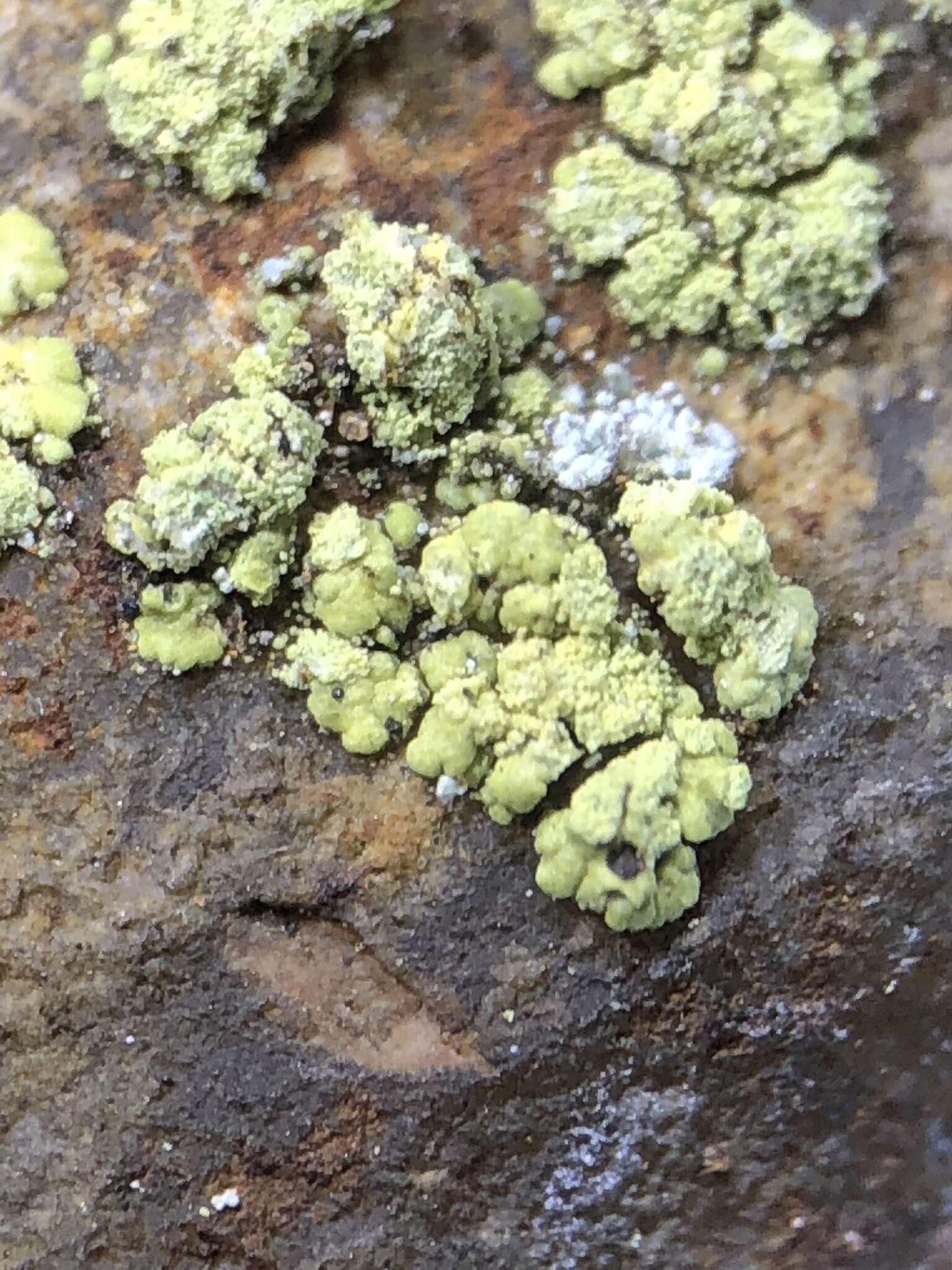 Image of rim lichen