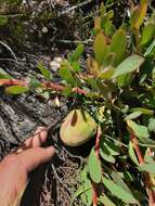 Image of Protea venusta Compton