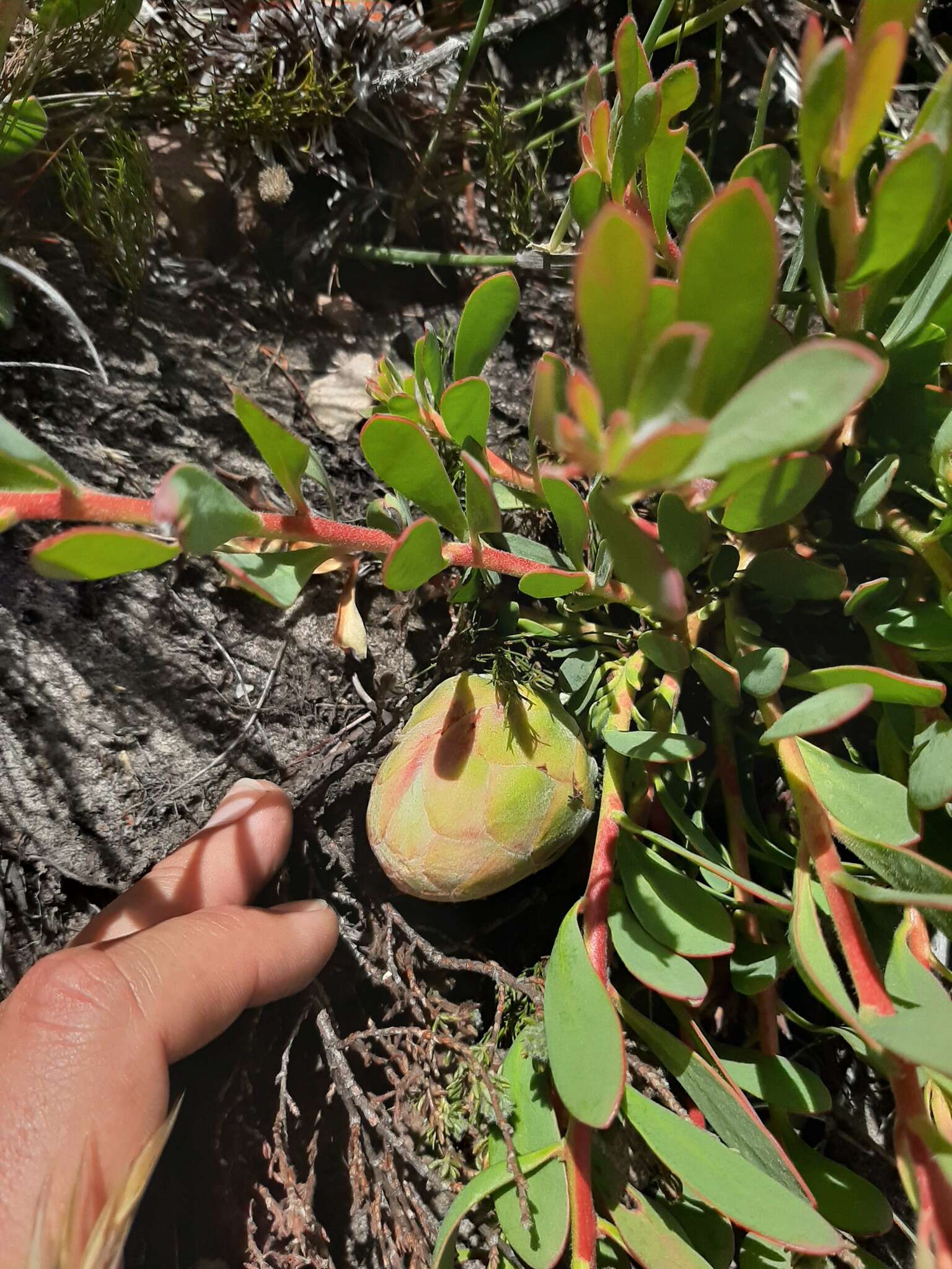 Imagem de Protea venusta Compton