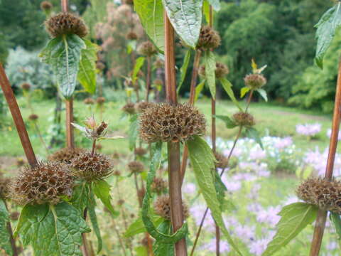 Image of tuberous Jerusalem sage