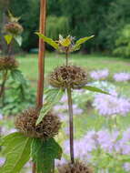 Слика од Phlomoides tuberosa (L.) Moench