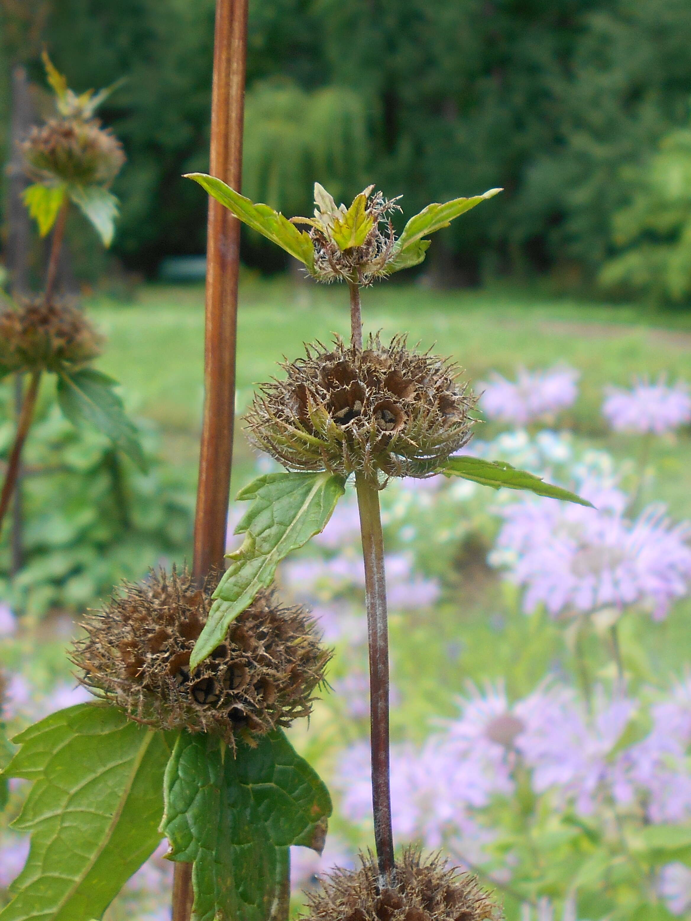 Слика од Phlomoides tuberosa (L.) Moench