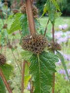 Image of tuberous Jerusalem sage