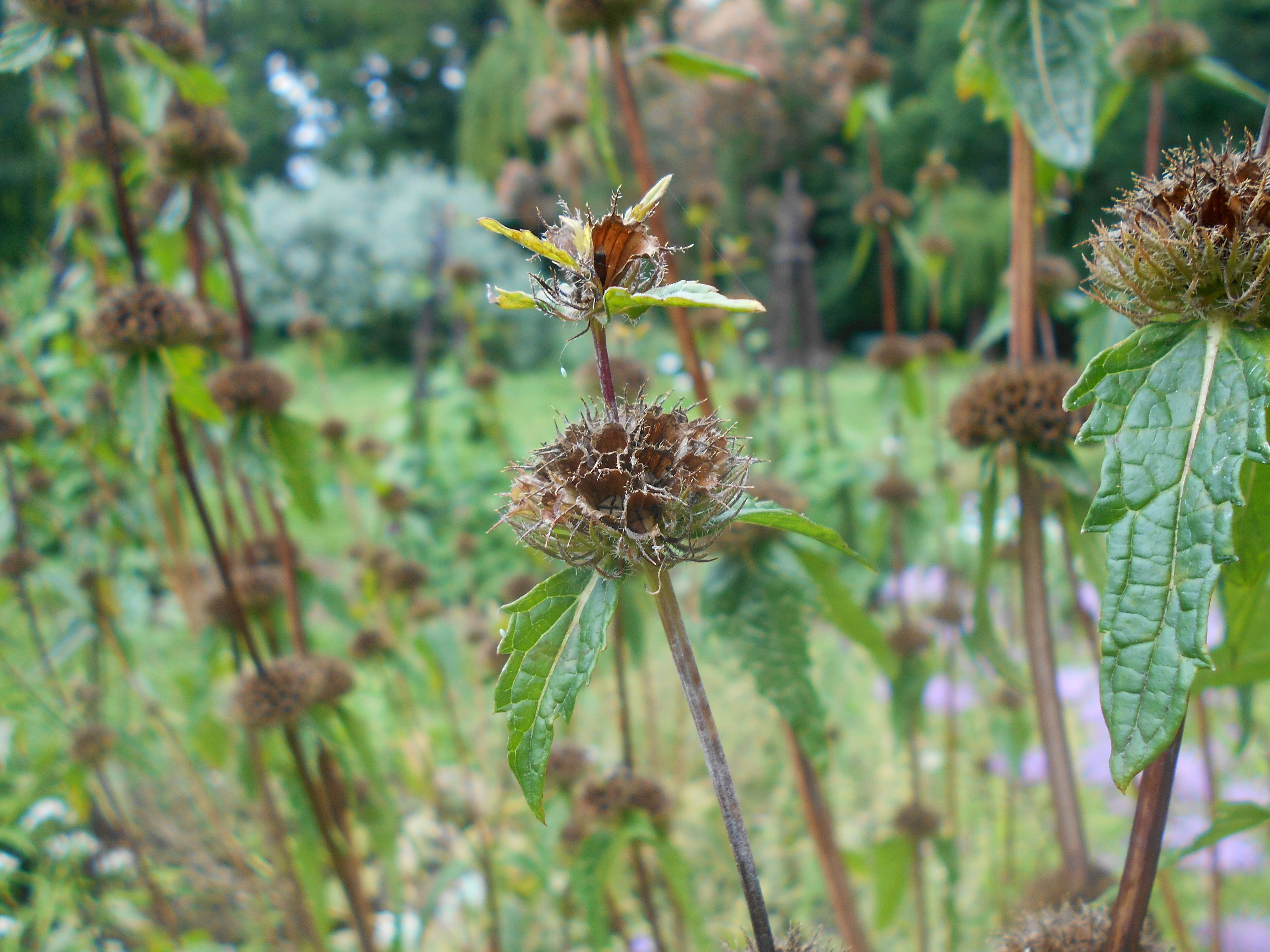 Image de Phlomoides tuberosa (L.) Moench