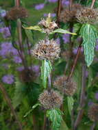 Слика од Phlomoides tuberosa (L.) Moench