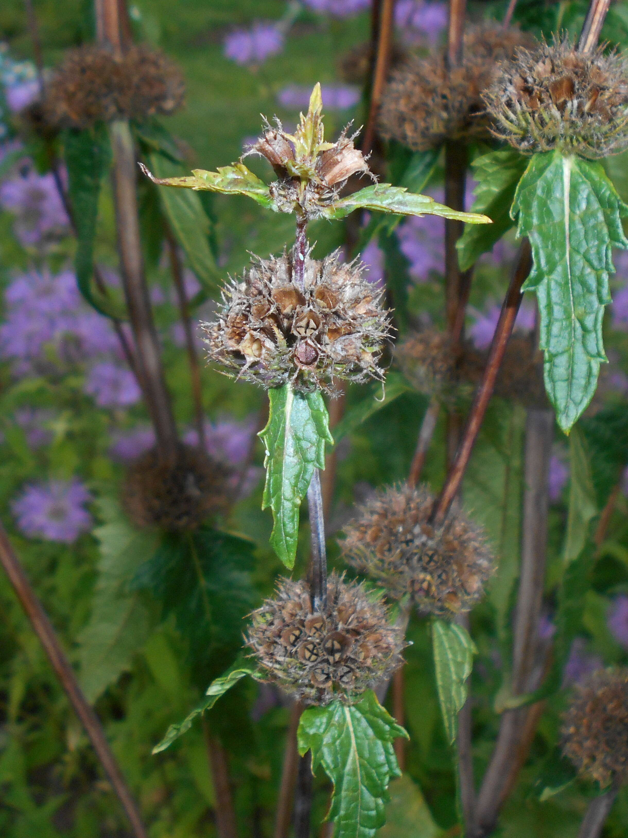 Слика од Phlomoides tuberosa (L.) Moench