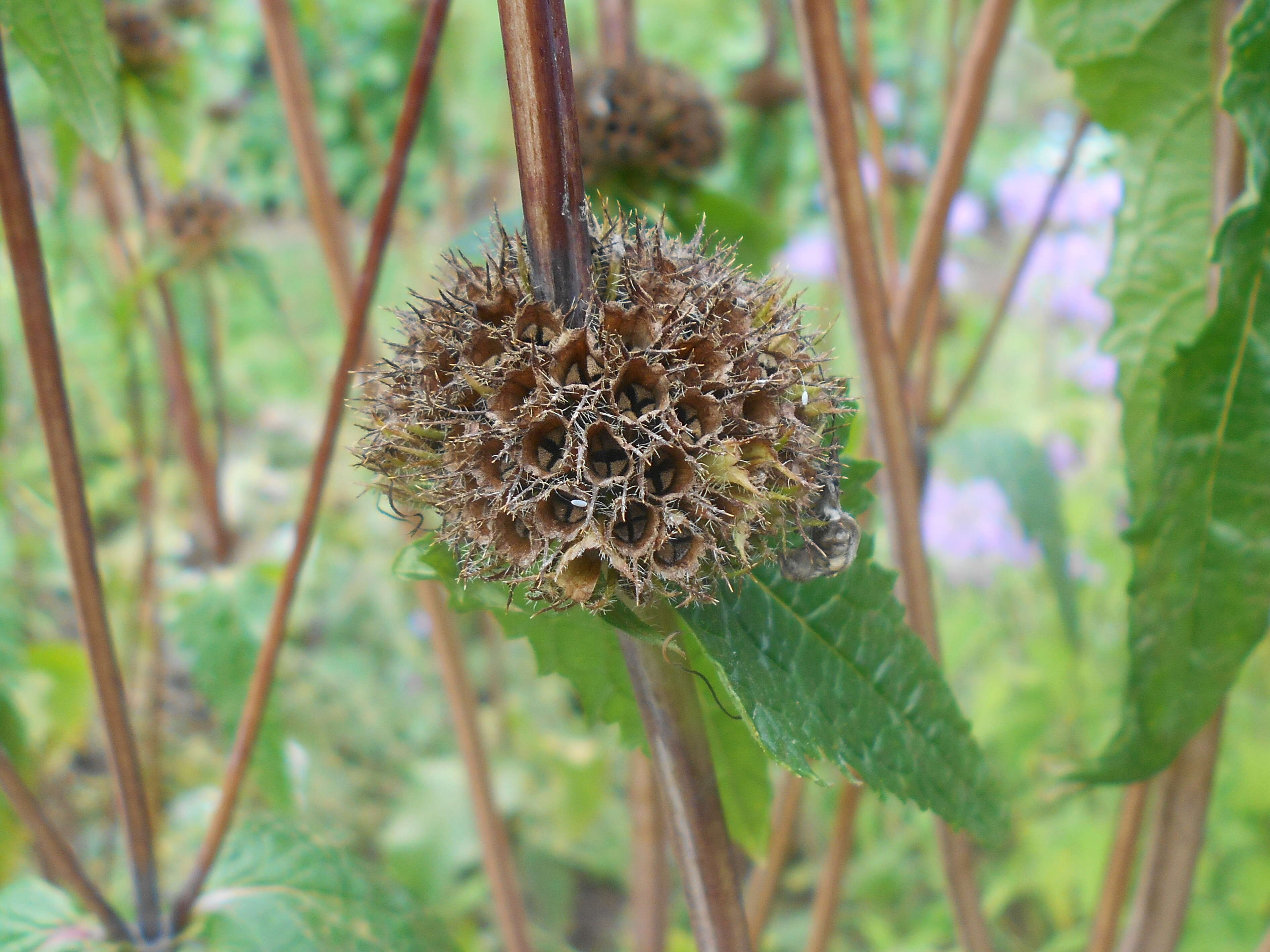 Слика од Phlomoides tuberosa (L.) Moench