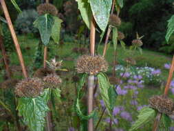 Слика од Phlomoides tuberosa (L.) Moench