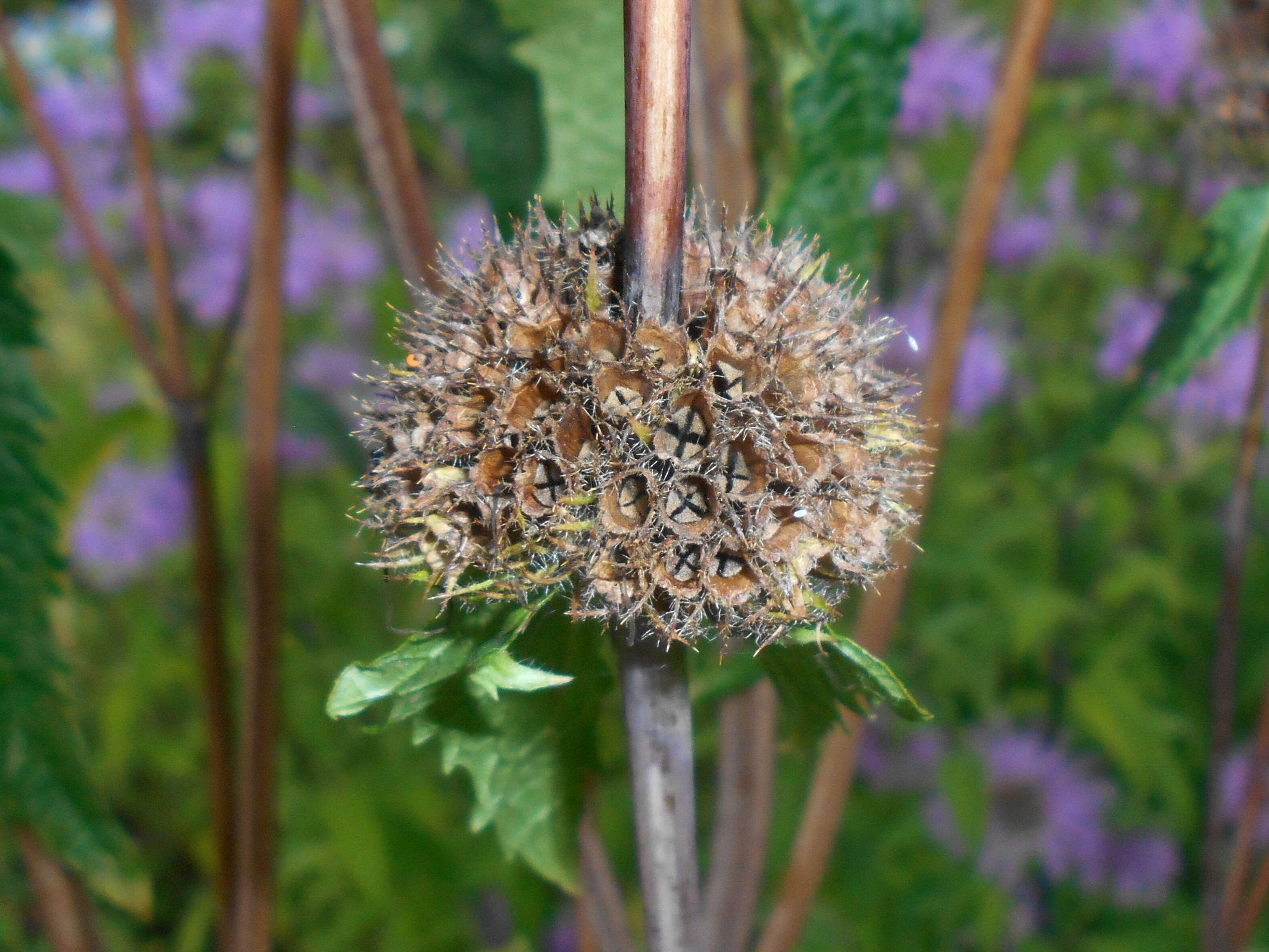 Слика од Phlomoides tuberosa (L.) Moench