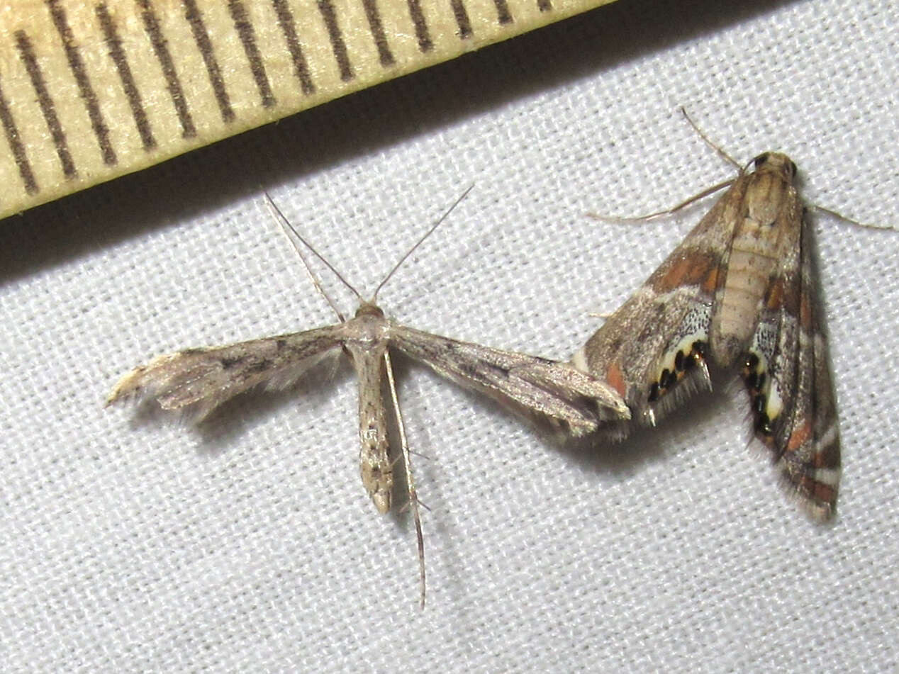 Image of Ragweed Plume Moth