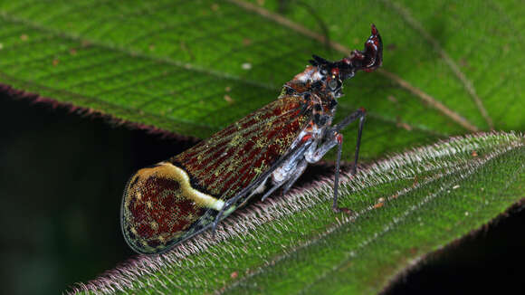 Image of Phrictus quinquepartitus Distant 1883