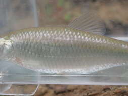 Image of Steelcolor Shiner