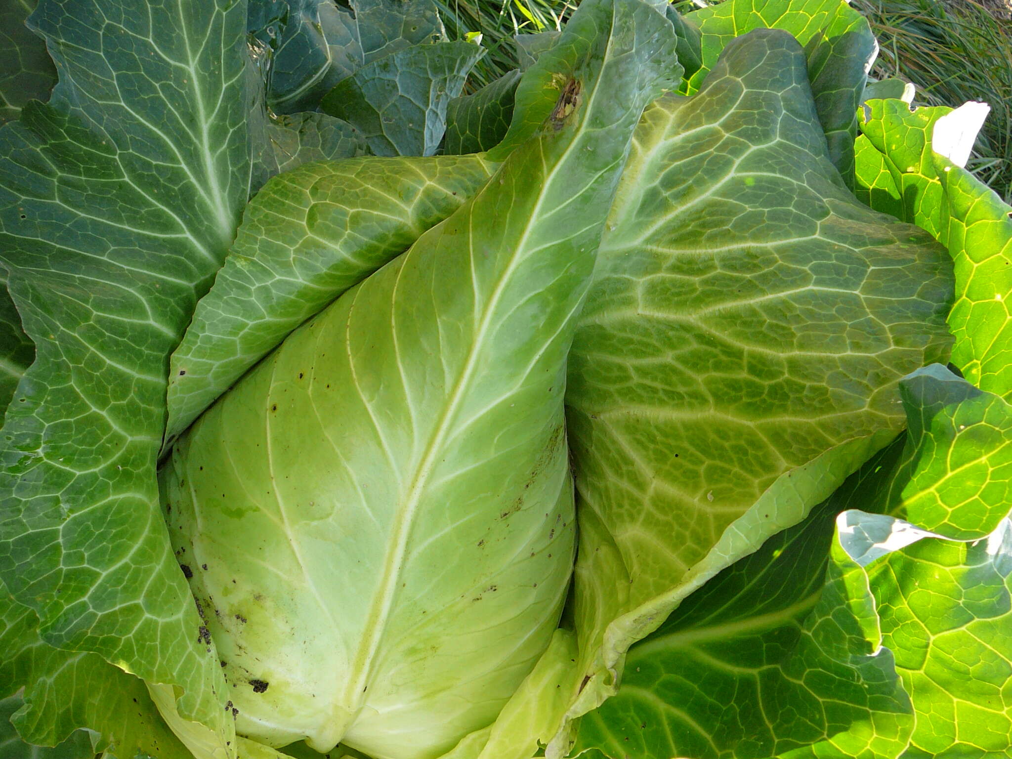 Image of white cabbage