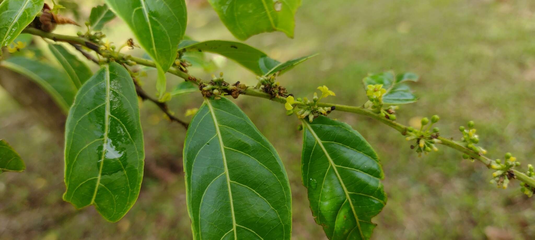 Image of Glochidion ramiflorum J. R. Forst. & G. Forst.