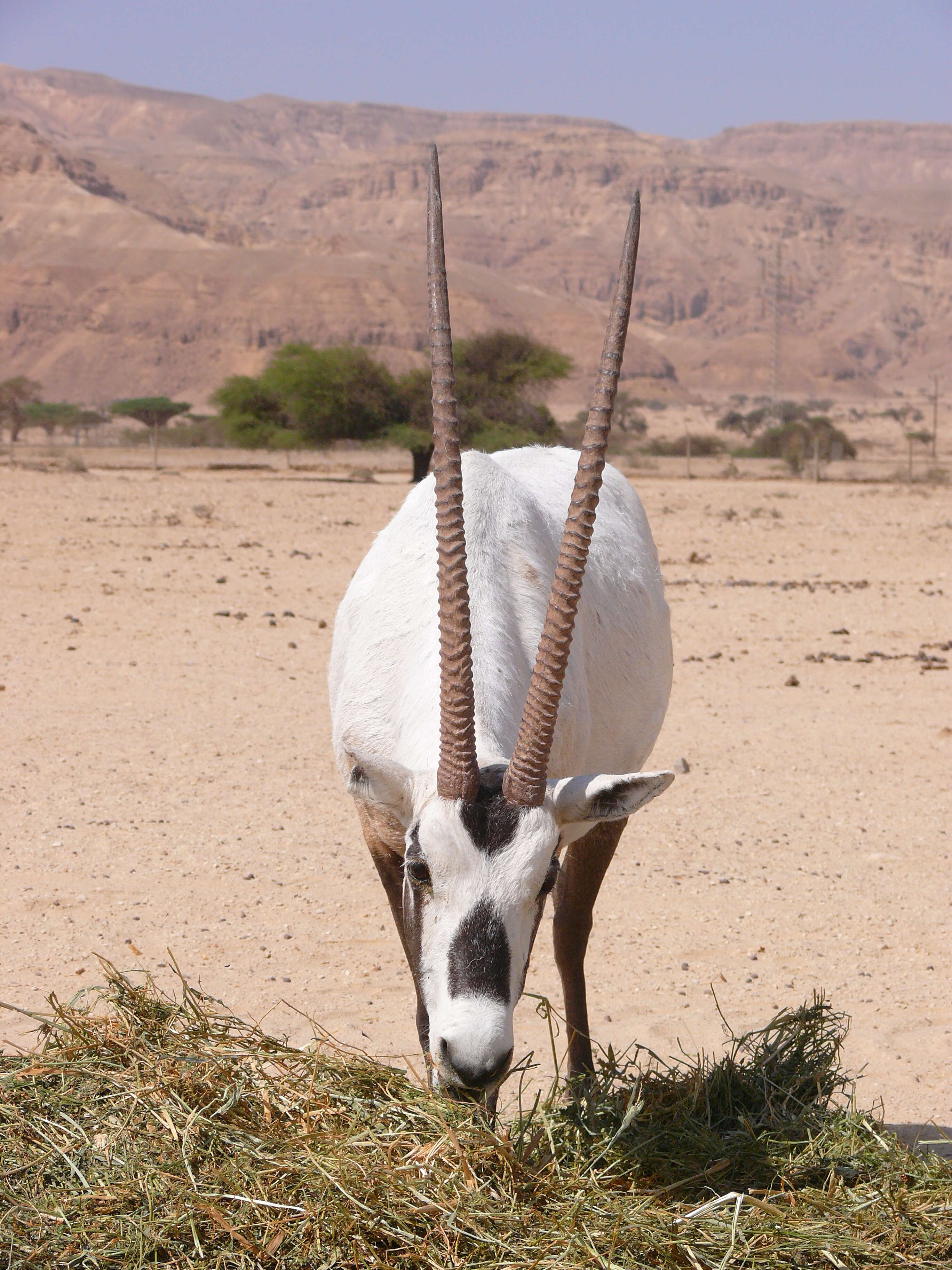 Image of Arabian Oryx