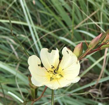 Imagem de Ludwigia major (Micheli) T. P. Ramamoorthy