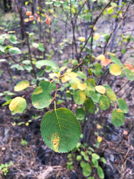 Слика од Amelanchier alnifolia var. cusickii (Fern.) C. L. Hitchc.