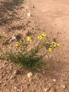 Senecio spanomerus I. Thomps. resmi