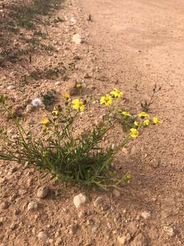 Image of Senecio spanomerus I. Thomps.