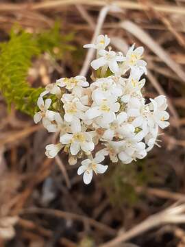 Слика од Selago fruticosa L.