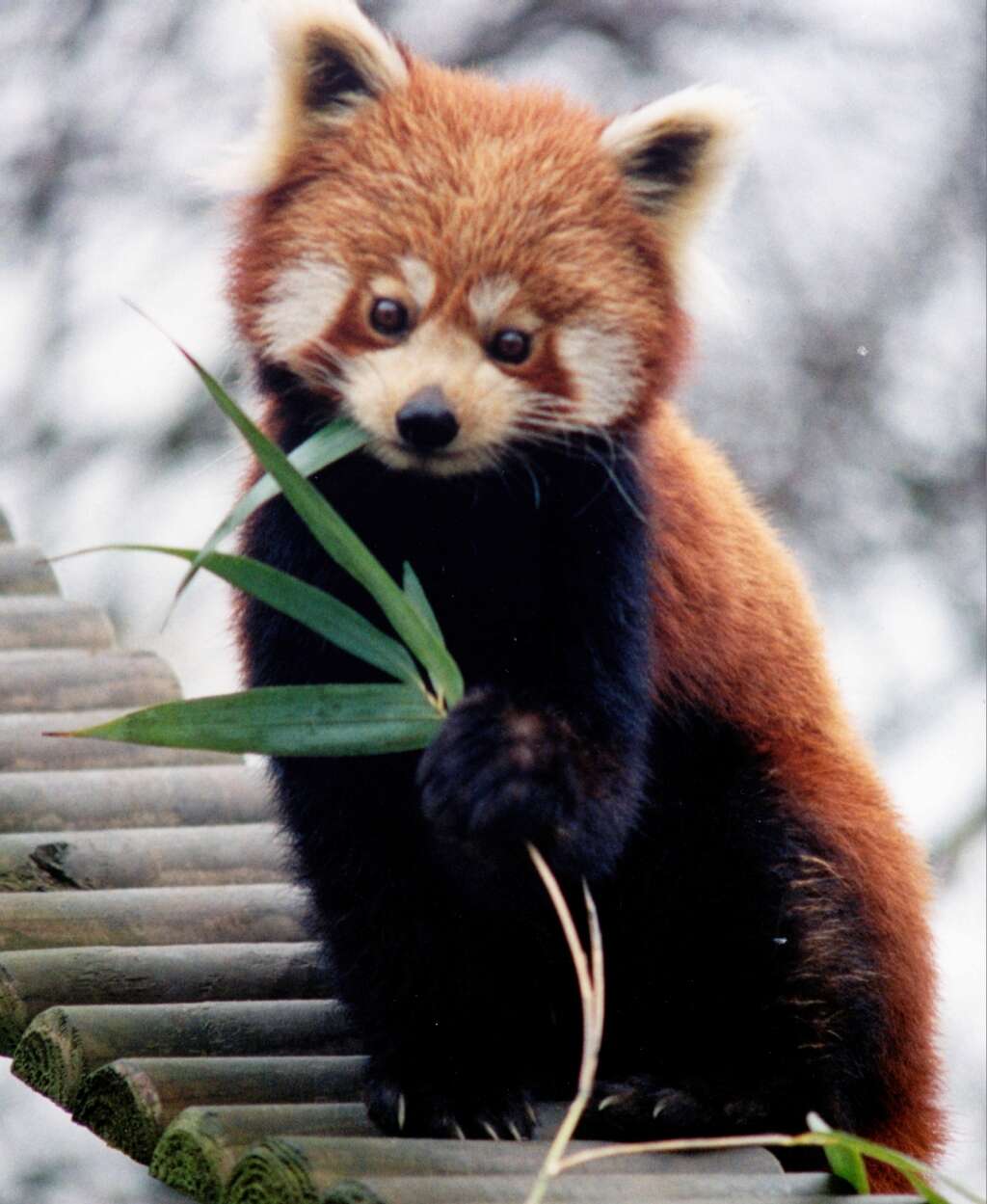 Image of red pandas