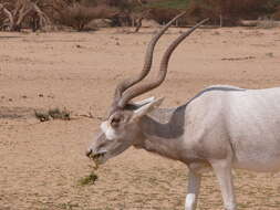 Image of Addax