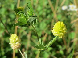 Image of field clover