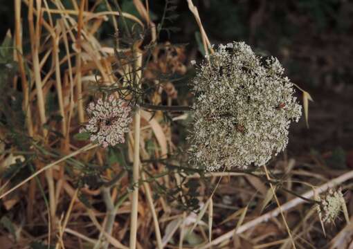 Image of Queen Anne's lace