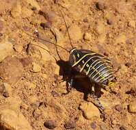 Image of Mardi Gras Cockroach