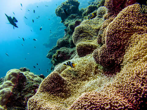 Amphiprion chrysogaster Cuvier 1830 resmi