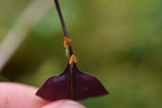 Image of Lepanthes unijuga Luer & Dalström