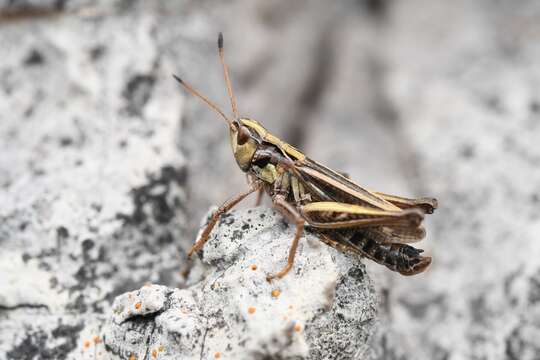 Aeropedellus clavatus (Thomas & C. 1873)的圖片