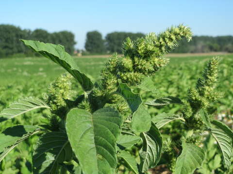 Image of redroot amaranth