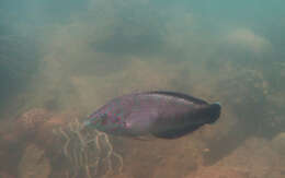 Image of Bubblefin Wrasse