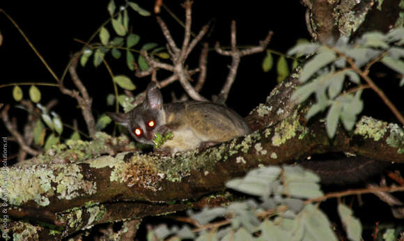 Image of Galago senegalensis senegalensis É. Geoffroy Saint-Hilaire 1796