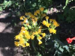 Image of rayless ragwort