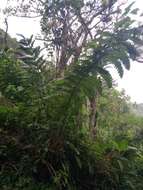 صورة Cyathea horrida (L.) Sm.