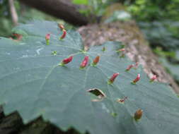 Image of Eriophyes tiliae