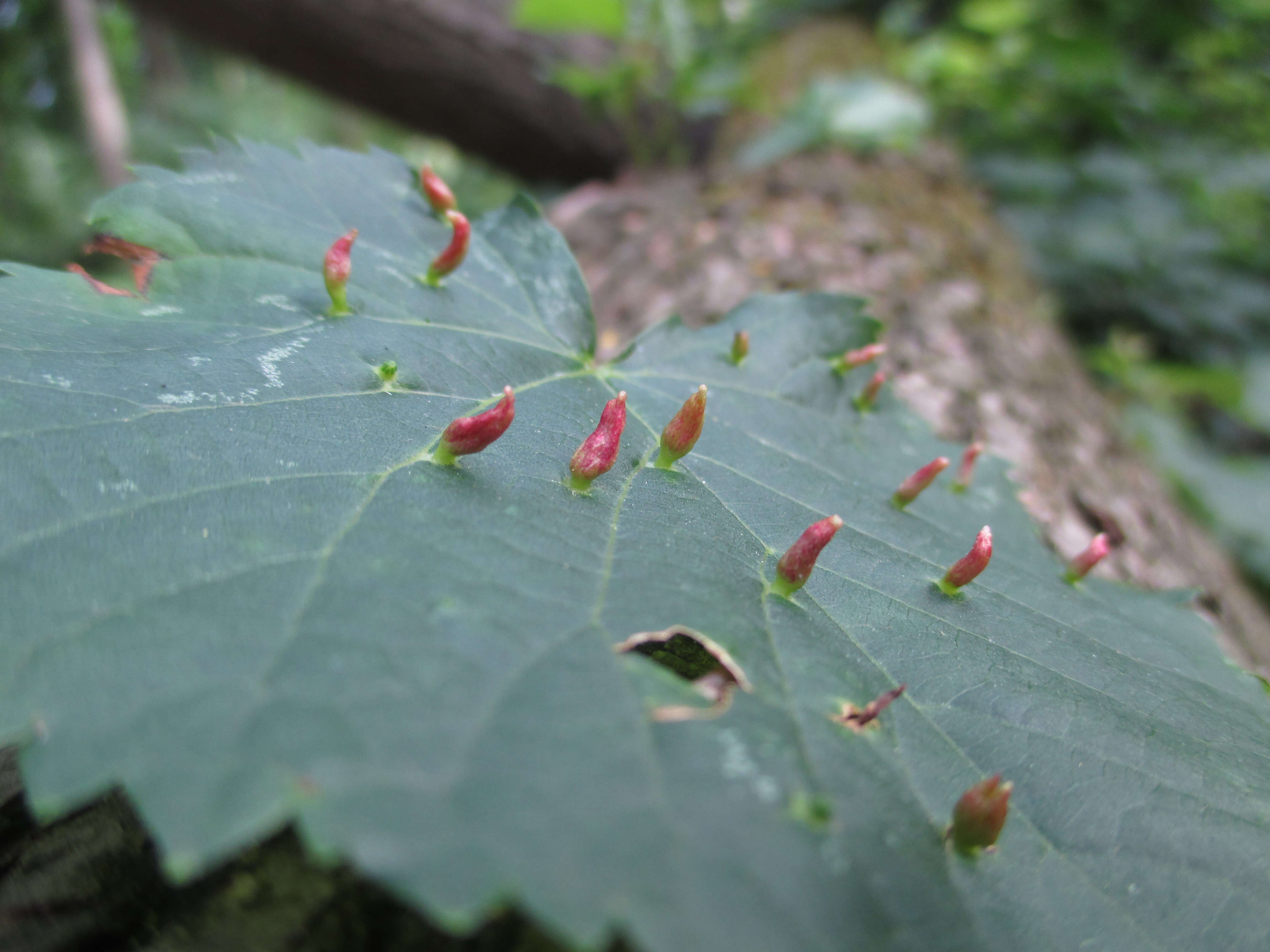 Image of Eriophyes tiliae