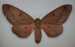 Image of Pine Devil Moth