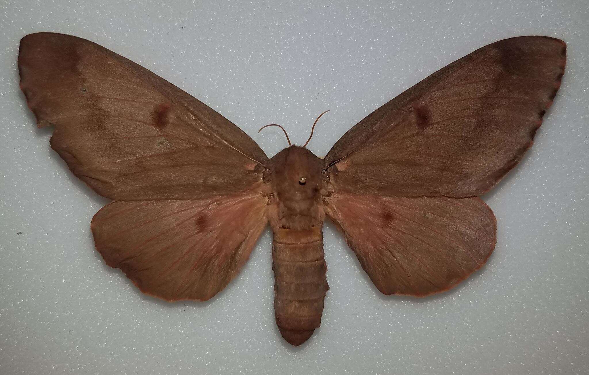 Image of Pine Devil Moth