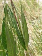 Image of Knautia travnicensis (G. Beck) Szabó