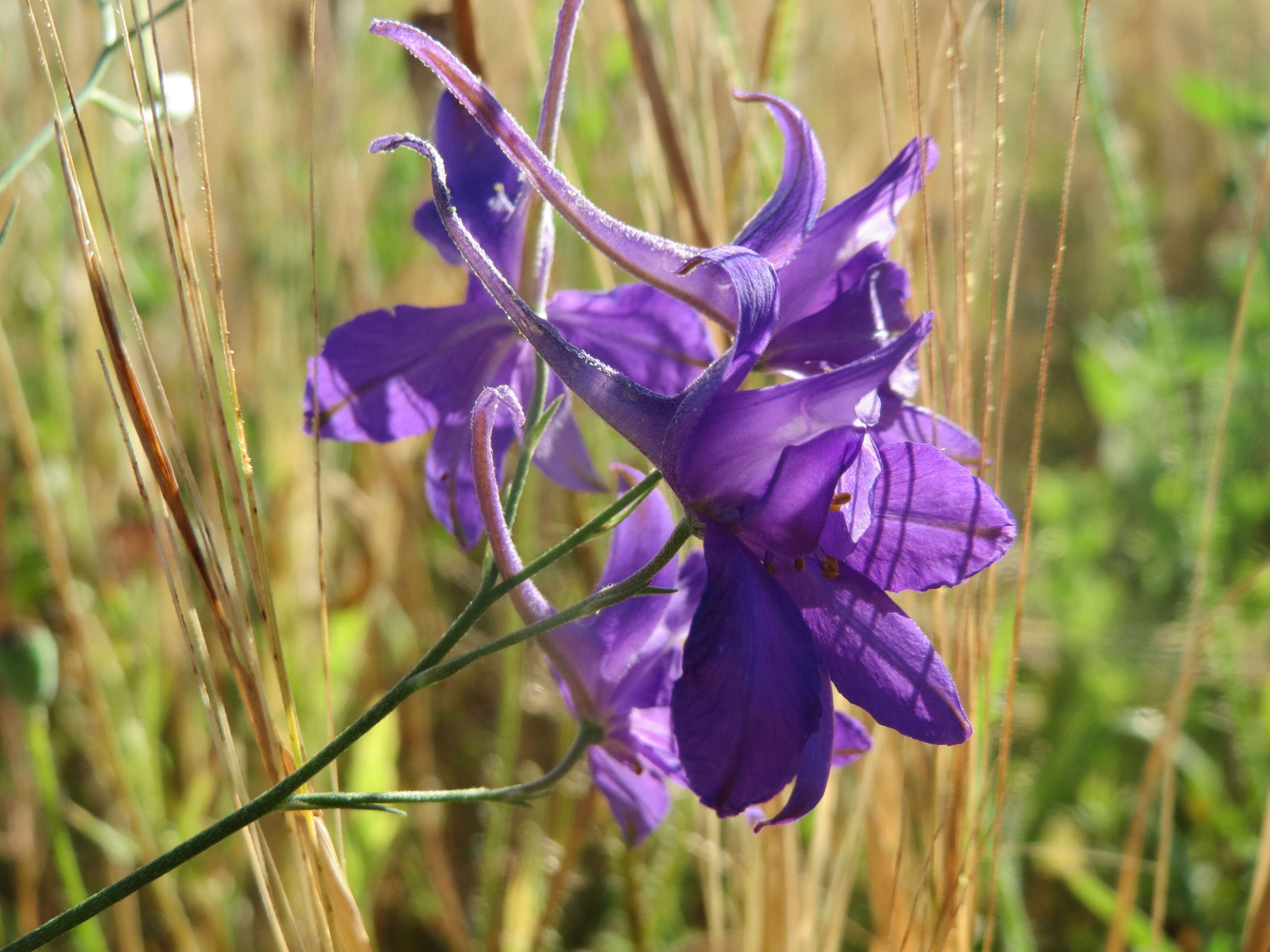 Image of forking larkspur