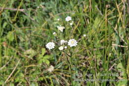 Imagem de Holocheilus brasiliensis (L.) Cabrera