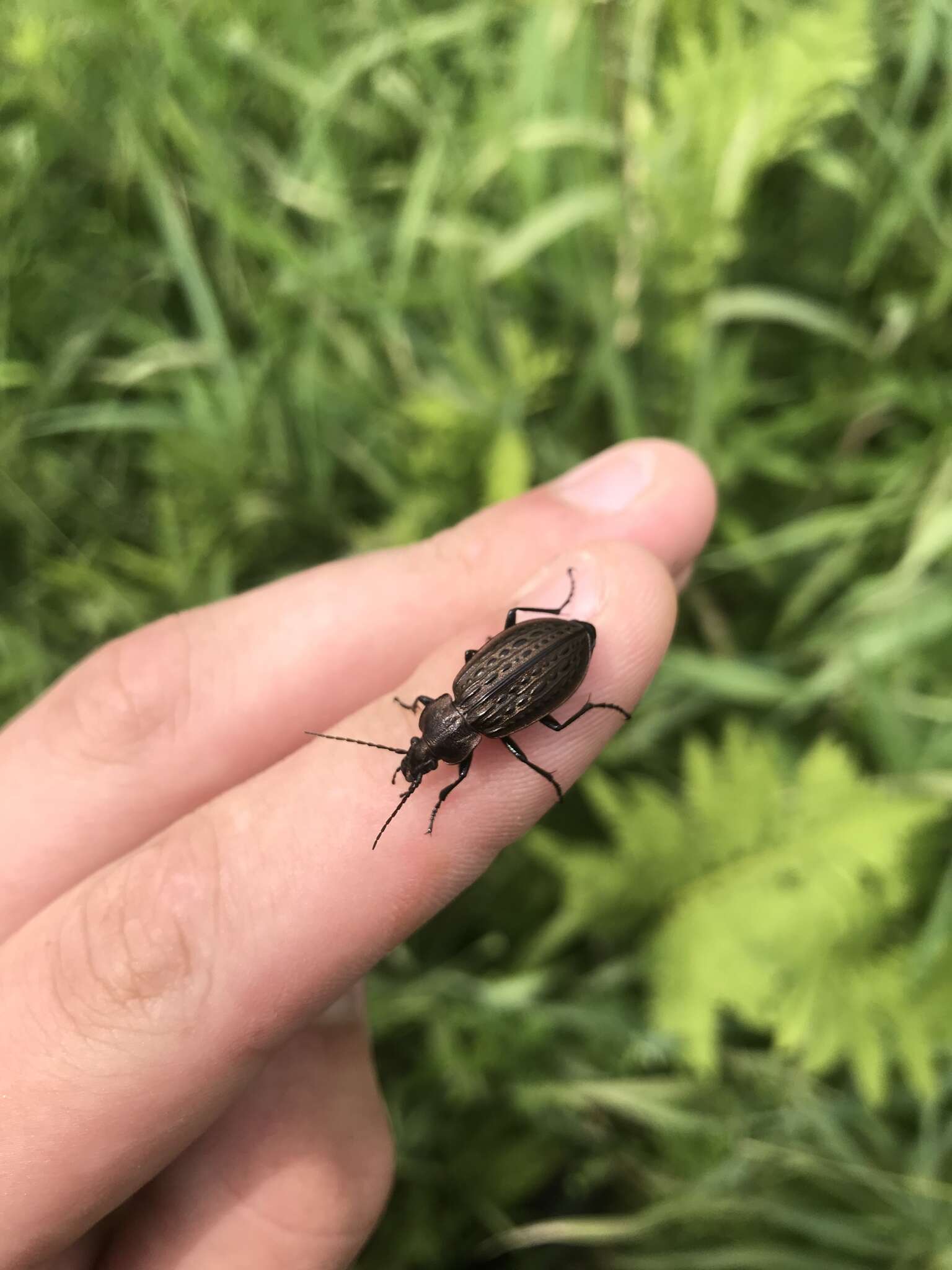 Imagem de Carabus (Homoeocarabus) maeander Fischer von Waldheim 1820