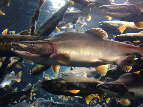 Image of Pink Salmon