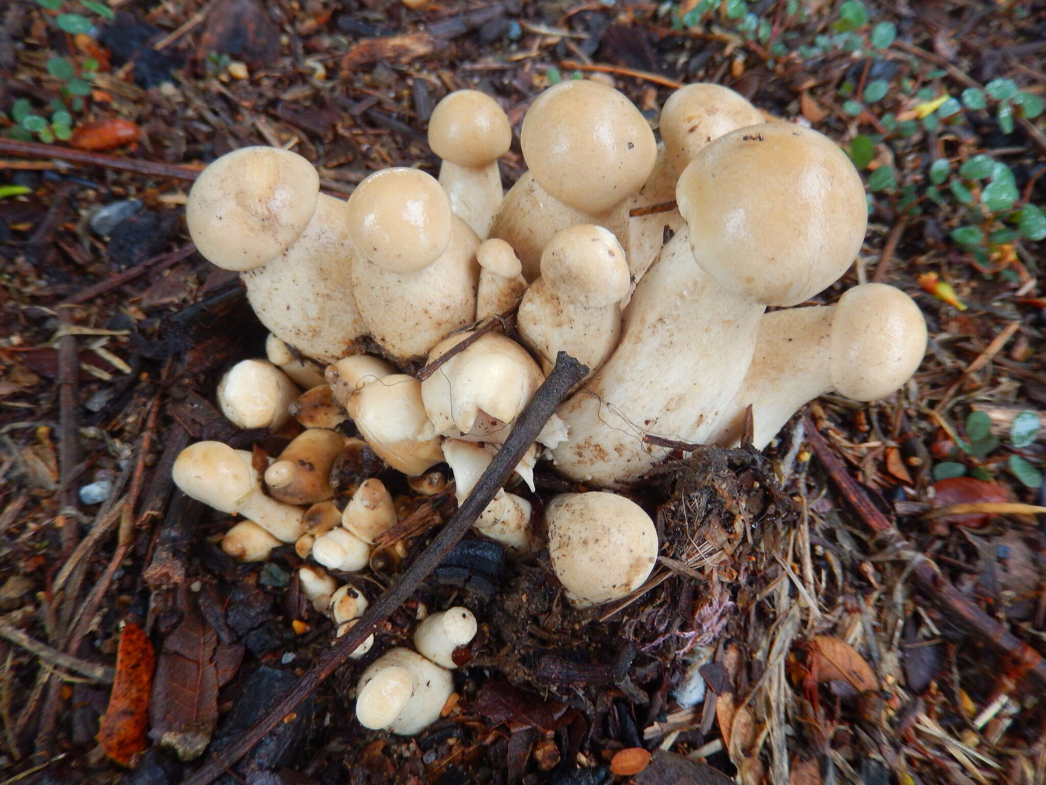 Image of Macrocybe crassa (Sacc.) Pegler & Lodge 1998