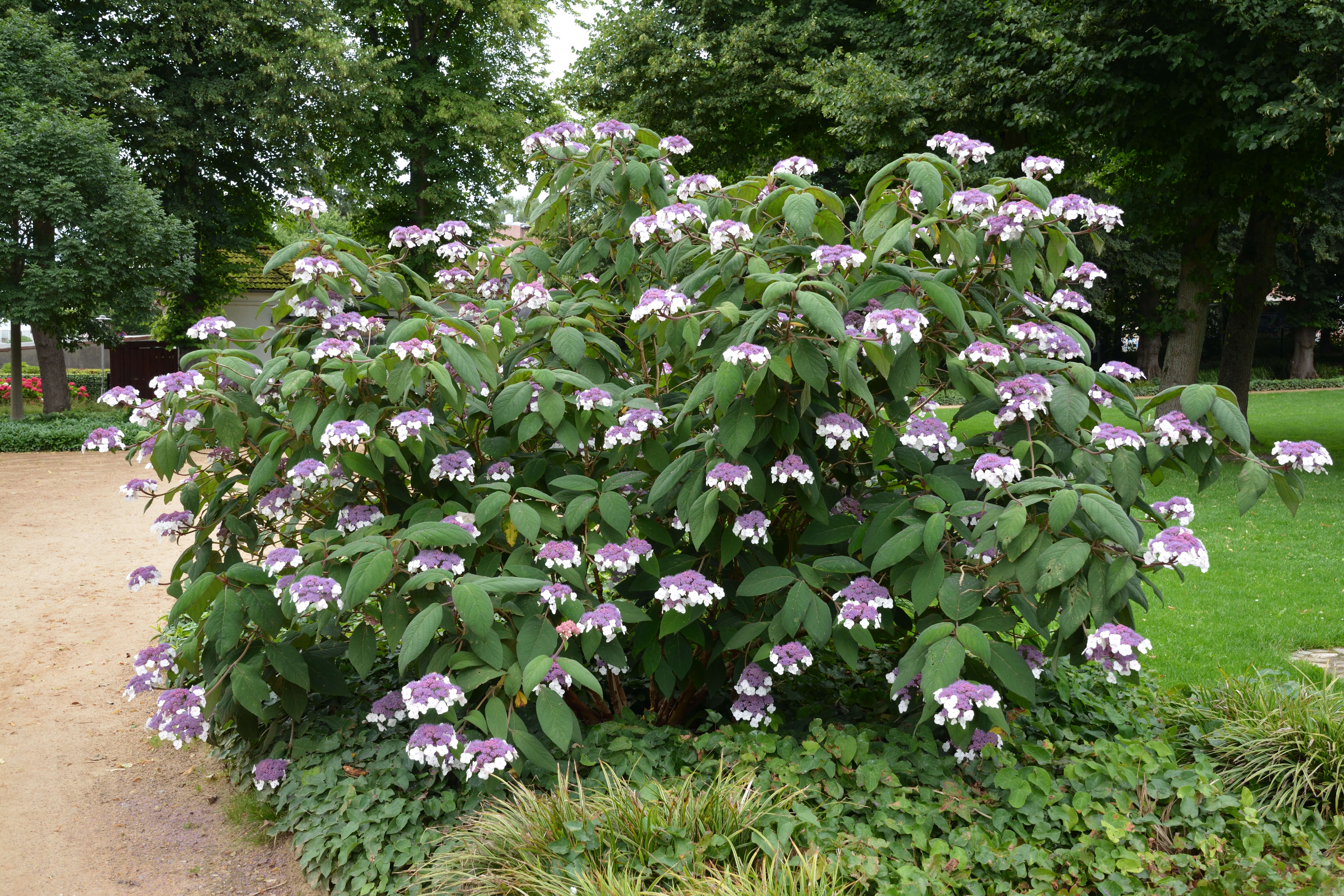 Sivun Hydrangea aspera Buch.-Ham. ex D. Don kuva