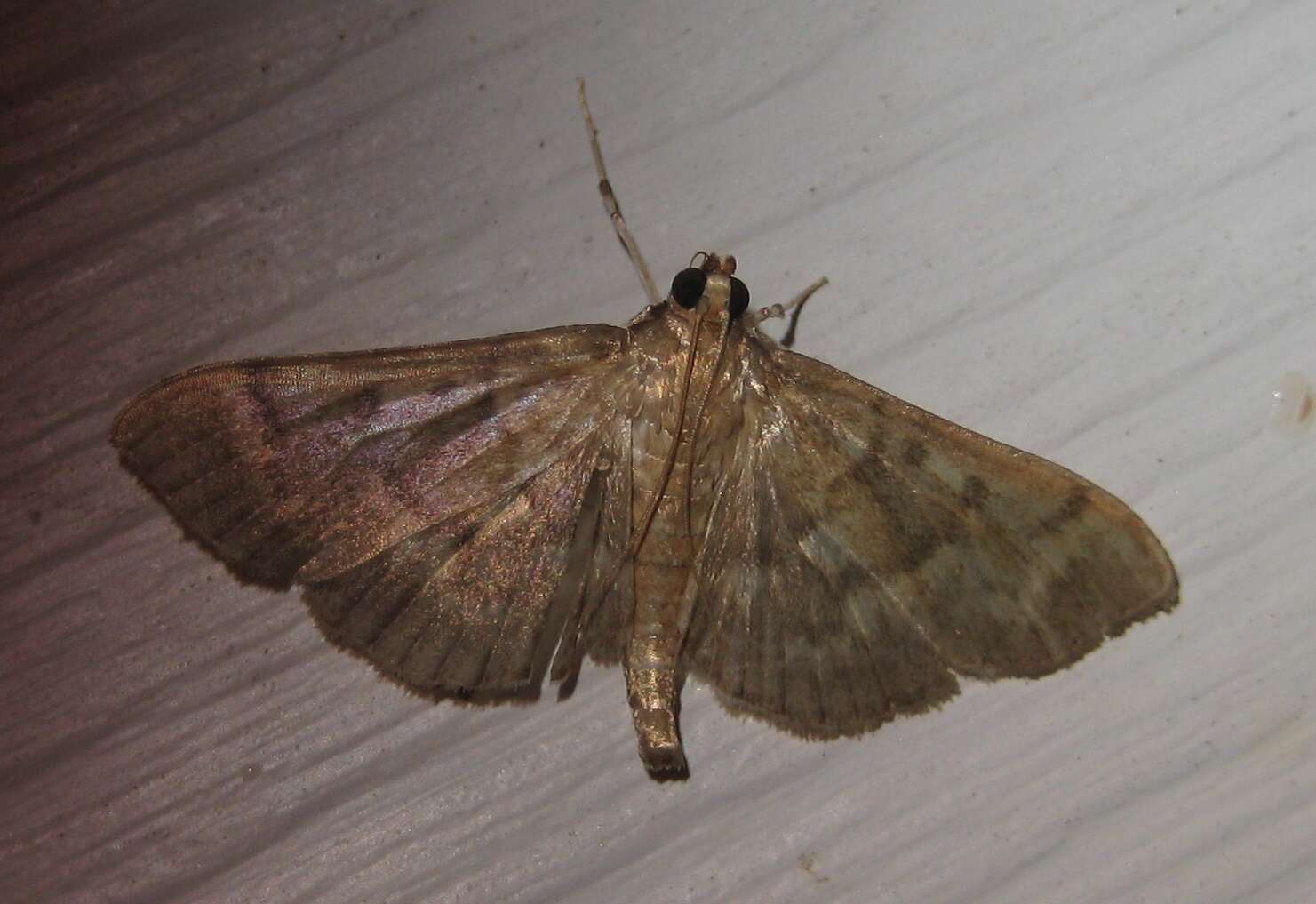 Image of Serpentine Webworm