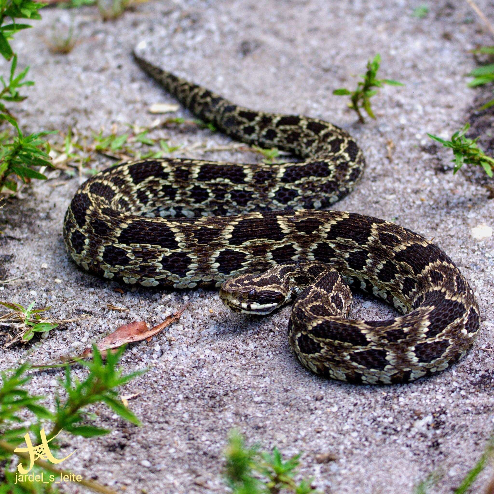 Слика од Bothrops fonsecai Hoge & Belluomini 1959